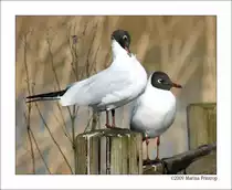Lachm�we (Larus ridibundus) - Fotografiert in Kinderdijk, S�d-Holland