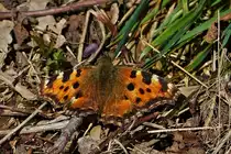 Dieser Schmetterling, (Gro�e Fuchs - Nymphalis polychloros) landete am Wegesrand bei einem Spaziergang am 22.03.2020.  