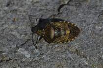 graue Feldwanze / Rhaphigaster nebulosa lag am 20.03.2020 Leblos auf unser Treppe an der Haustr.