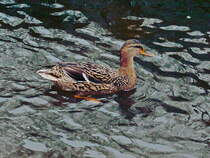 Marienbad am 26. Februar 2020, im Kurpark sind bei jedem Wetter Stockente (Anas) zu beobachten.