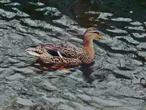 Marienbad am 26. Februar 2020, im Kurpark sind bei jedem Wetter Stockente (Anas) zu beobachten.