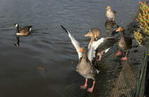 Graugnse am 09.08.2019 in  The Serpentine  im Hyde Park in London. 