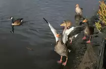 Graug�nse am 09.08.2019 in  The Serpentine  im Hyde Park in London. 