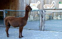 Alpakas (Vicugna pacos). Sie sind eindrucksvolle Bewohner des Pampas-Geheges im Nordhorner Tierpark, September 2018.