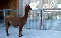 Alpakas (Vicugna pacos). Sie sind eindrucksvolle Bewohner des Pampas-Geheges im Nordhorner Tierpark, September 2018.