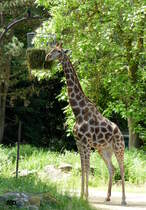 Angola-Giraffe (Giraffa camelopardalis angolensis). Diese Angola-Giraffen werden im Dortmunder Zoo gehalten im Rahmen eines koordinierten Zuchtprogramms. Aufgenommen im Juni 2017.