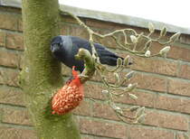 Dohle (Coloeus monedula), gesehen im April 2018 bei der Futteraufnahme im heimischen Garten.