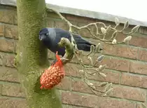 Dohle (Coloeus monedula), gesehen im April 2018 bei der Futteraufnahme im heimischen Garten.