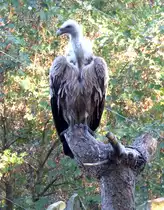 G�nsegeier (Gyps fulvus), leben in einer Gruppe in der Anlage  Geierfelsen  im Tierpark Nordhorn. Aufnahme von Sept.2018.