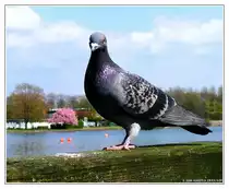 Brieftaube - Haustaube. Fotografiert am Bertasee in Duisburg