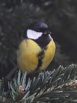 Eine Kohlmeise wartet im Gest. (Hattingen, Januar 2020)