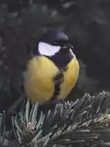 Eine Kohlmeise wartet im Gest. (Hattingen, Januar 2020)