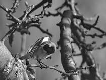 Eine Bachstelze bei der Gefiederpflege. (Hattingen, Mrz 2020)