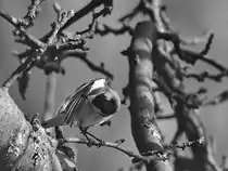 Eine Bachstelze bei der Gefiederpflege. (Hattingen, Mrz 2020)