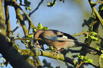 Ein Eichelhher whrend eines kurzen Besuches im hiesigen Garten. (Hattingen, April 2020)