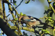 Ein Eichelhher whrend eines kurzen Besuches im hiesigen Garten. (Hattingen, April 2020)