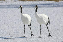 Mandschurenkraniche (Rothaubenkraniche) im Kranichzentrum Tsurui, Hokkaido, Japan, 03.02.2018