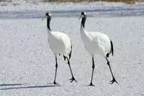 Mandschurenkraniche (Rothaubenkraniche) im Kranichzentrum Tsurui, Hokkaido, Japan, 03.02.2018