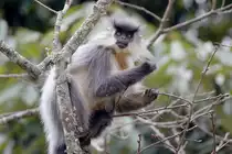 Indischer Langur (auch Grauer Langur oder Hanuman-Langur) in stl. Tiefland von Bhutan, 08.02.2016