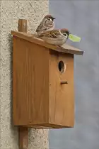 Diese zwei Sperlinge scheinen unseren Nistkasten f�r sich in Anspruch zu nehmen. 13.04.2020 (Jeanny)
