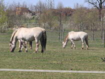 Gemeinde Schnefeld nahe dem immer noch in Bau befindlichen Flughafen BER am 12. April 2020 hier, sind immer noch die neuen Bewohner die Liebenthaler Wildpferde im Naturpark in der Nhe von Groziethen am sdlichen Berliner Stadtrand zu sehen.