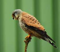 JUNGER TURMFALKE AUF AUSSICHTSPOSTEN
Dieser noch junge Turmfalke hat sich am 14.4.20 nach spielerischen  Luftgefechten  mit Gleichaltrigen auf der
Baumspitze direkt an der Bahnstrecke SIEGEN-BETZDORF in NIEDERSCHELDEN niedergelassen.....
