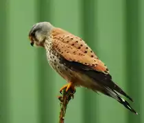 JUNGER TURMFALKE AUF AUSSICHTSPOSTEN
Dieser noch junge Turmfalke hat sich am 14.4.20 nach spielerischen  Luftgefechten  mit Gleichaltrigen auf der
Baumspitze direkt an der Bahnstrecke SIEGEN-BETZDORF in NIEDERSCHELDEN niedergelassen.....