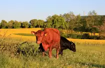Kuh beim Verspeisen eines Baumes am 25.04.2020 im Hohenlohischen bei Neuenstein-Pfaffenweiler. 