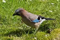 Diesen Eichelh�her habe ich im Mai 2016 aufgenommen