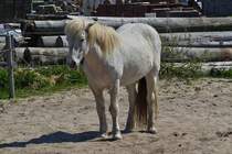 Dieses Pferd hat mich gut im Auge. Mai 2016 
