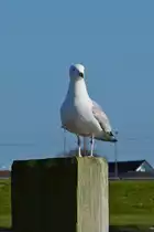 M�ve hat einen wunderbaren Rundumblick auf dem Holzpfosten. Mai 2016 