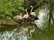 Flamingoteich im Ortsteil Sch�nefeld in Brandenburg am 03. Mai 2020