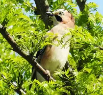 EICHELH�HER IN KIRCHEN/SIEG
Bin mir absolut nicht sicher,ob der gefiederte Freund im Baumge�st beim BAHNHOF KIRCHEN/SIEG eine
Falkenart ist-mit dem schwarzen Kinn hab ich ihn noch nie fotografiert...am 8.5.202

d�rfte eher ein EICHELH�HER sein.....