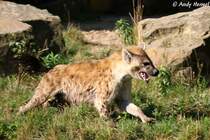 T�pfelhy�nen sind in weiten Teilen Afrikas s�dlich der Sahara beheimatet.