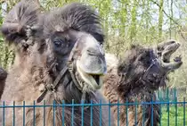 Kamele auf einer Weide bei Eu-Stotzheim. Beachtlich das  h��liche  Unterkiefer mit den hervorstehenden Z�hnen beim rechten Kamel.