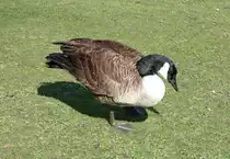 Kanadagans am Schlo� Gracht in Erftstadt-Liblar - 19.03.2020