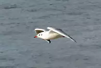 M�we �ber dem Rhein in Bonn - 10.01.2020