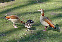 Nilgans-Familie am Schlo Gracht in Erftstadt-Liblar - 19.03.2020