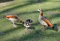 Nilgans-Familie am Schlo� Gracht in Erftstadt-Liblar - 19.03.2020