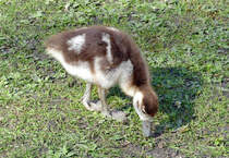 Nilgans Kken beim Schlo Gracht in Erftstadt-Liblar - 19.03.2020