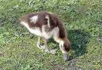 Nilgans K�ken beim Schlo� Gracht in Erftstadt-Liblar - 19.03.2020