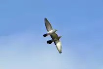 Formationsflug zweier Tauben �ber dem Rhein bei Unkel - 16.03.2020