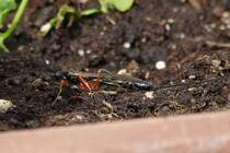 Diese Riesenschlupfwespe habe ich in meinem Garten aufgenommen. 21.05.2020