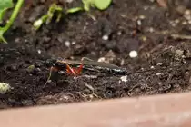 Diese Riesenschlupfwespe habe ich in meinem Garten aufgenommen. 21.05.2020