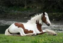 Irish Tinker, Coloured Cob oder Gypsy Cob - Fotografiert in Irland