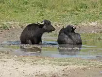 Genuss des Teiches am Berliner Mauerweg im Landschaftspark Rudow-Altglienicke durch die Wasserb�ffel am 21. Mai 2020.