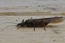 Diese Steinfliege war heute bei mir im Garten zu Gast. 26.05.2020