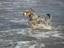 Unser Australian Shepard bei einem Bad im Meer im flachen Wasser bei wenig Wellengang. Aufgenommen im Fr�hjahr 2005.