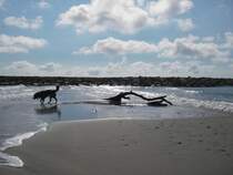 Unser Australian Shepard geht im Sonnenuntergang in das Flache Meerwasser bei leichtem Wellengang. Aufgenommen im Frhjahr 2005.
