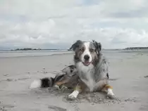 Unser Australian Shepard posiert am Strand in Frankreich. Aufgenommen im Fr�hjahr 2005.